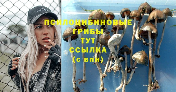 крисы Бородино